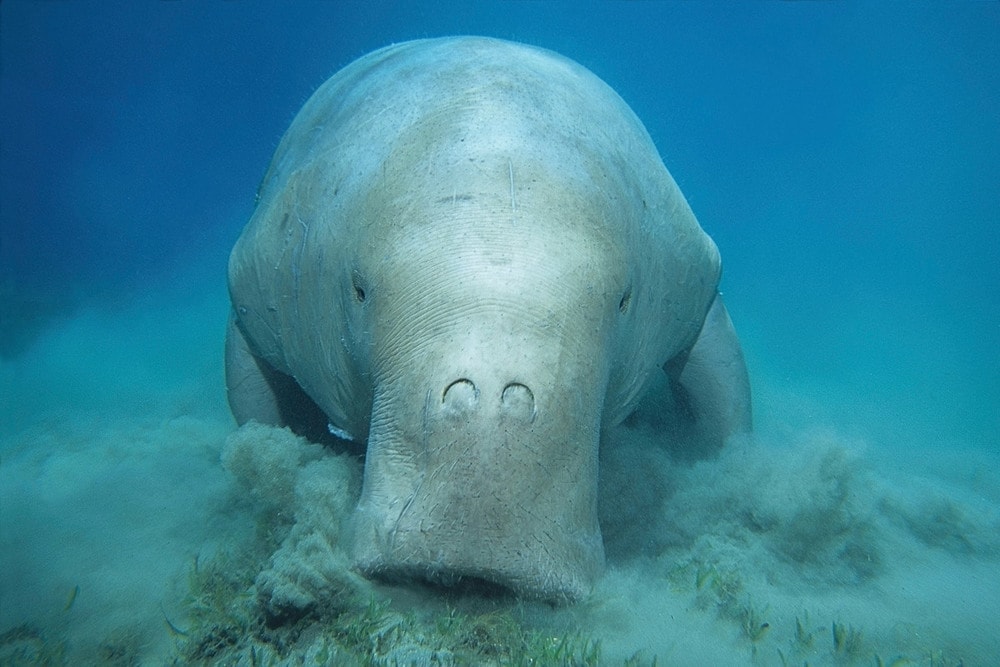 Nouvelle-Calédonie: Les dugongs menacés de disparition par le braconnage (WWF)