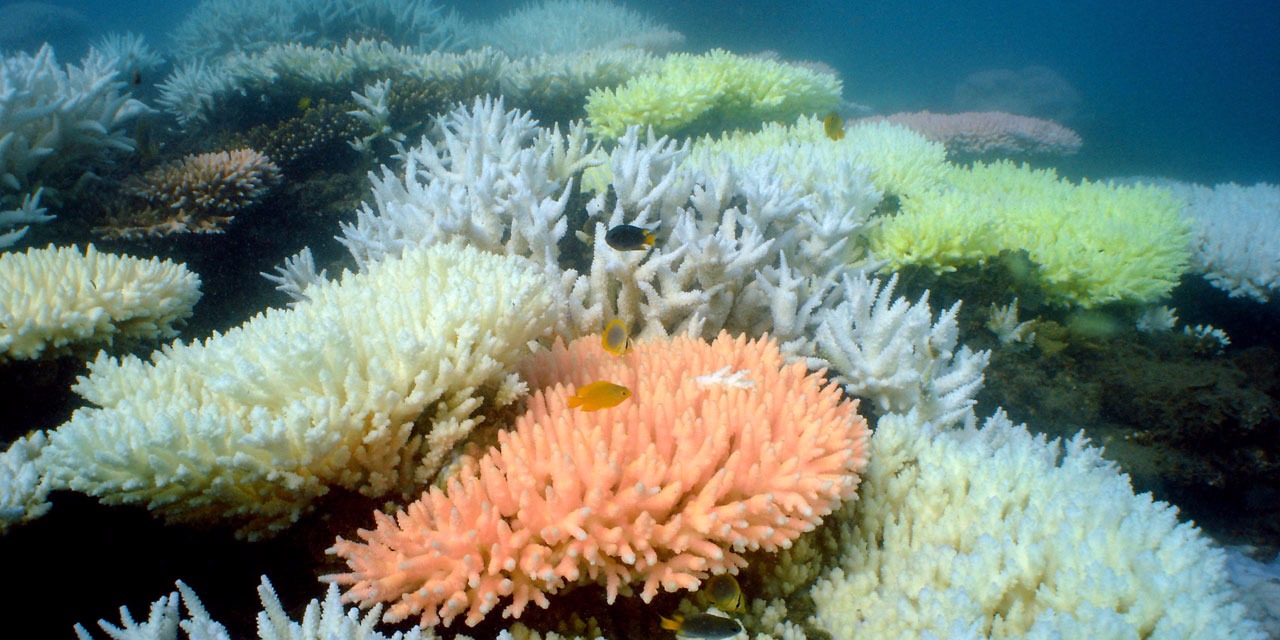 Biodiversité en Nouvelle-Calédonie: Des &laquo;&nbsp;super coraux&nbsp;&raquo; sont capables de résister à des eaux acides et chaudes