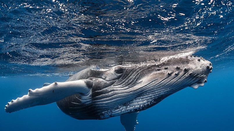 Hiver austral: Les baleines de retour en Polynésie française