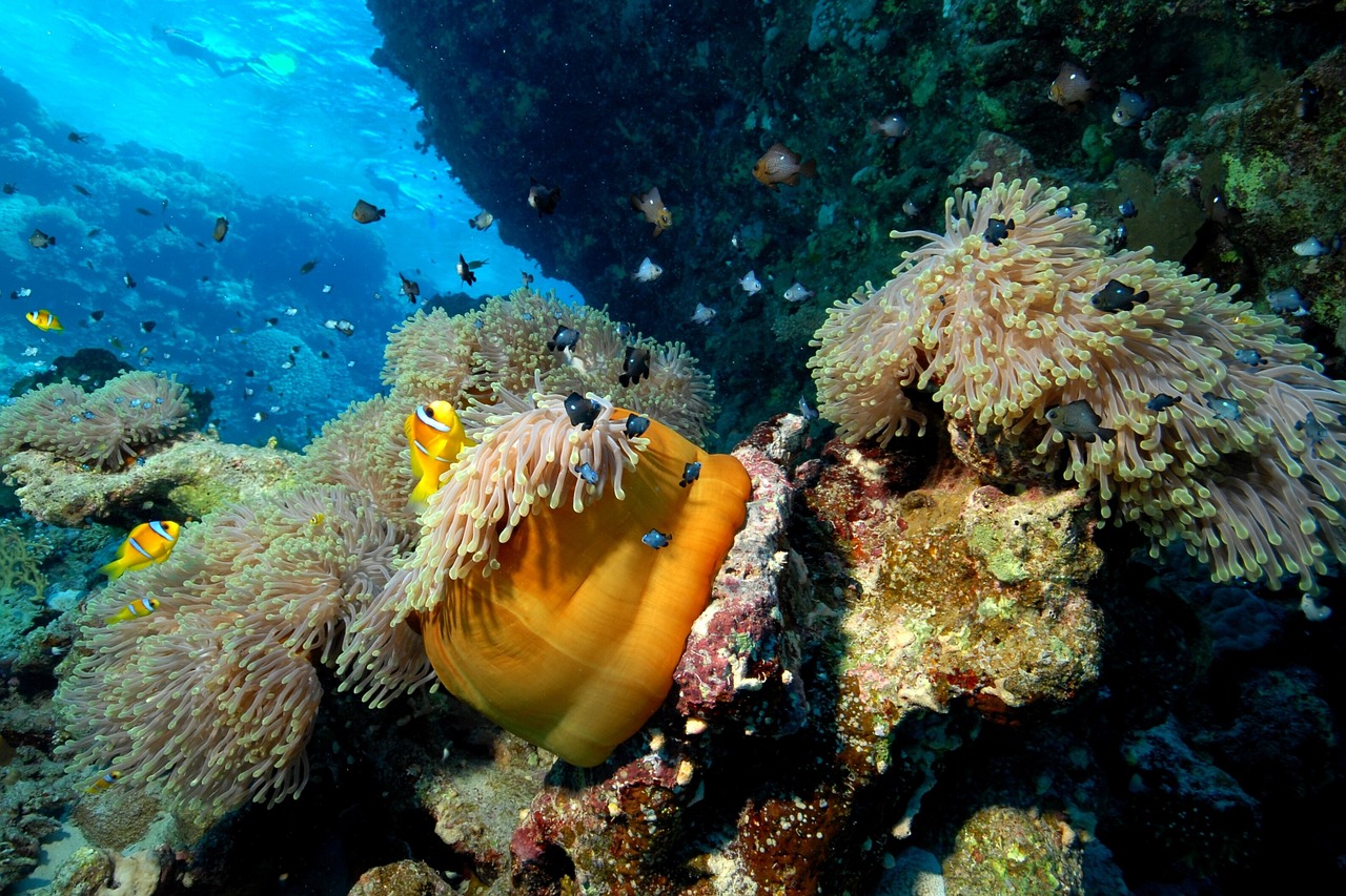 Biodiversité: Les Îles Cook créent un des plus grands sanctuaires marins au monde
