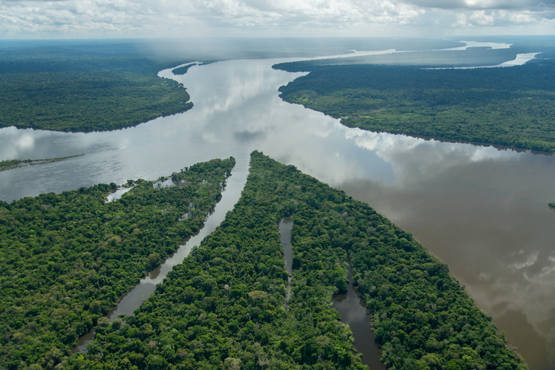 Biodiversité: Près de 400 nouvelles espèces ont été découvertes en Amazonie