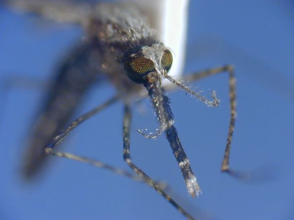 Un moustique vecteur de paludisme pour la première fois détecté en Nouvelle-Calédonie