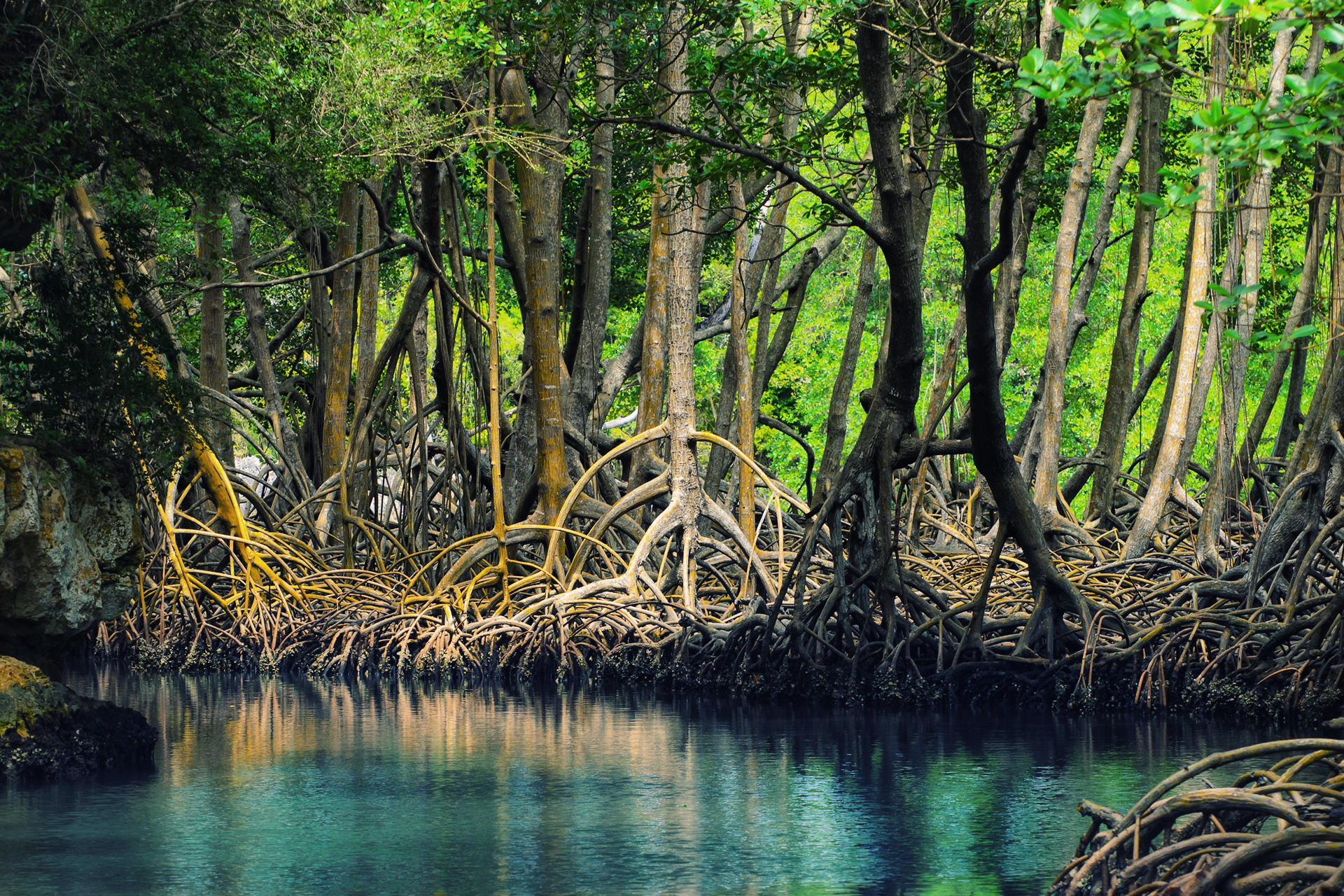 Biodiversité:  Les mangroves et les récifs coralliens, produits d’assurance comme les voitures et les maisons?