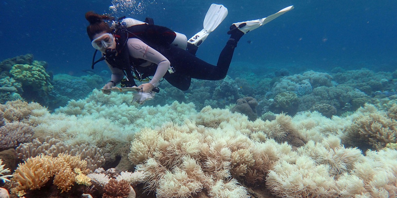 Environnement : Blanchissement massif des coraux sur l&rsquo;ensemble du Pacifique constaté par l’expédition Tara
