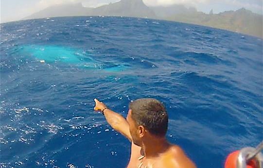 Polynésie française : Un Kite-surfer professionnel rencontre une baleine blanche