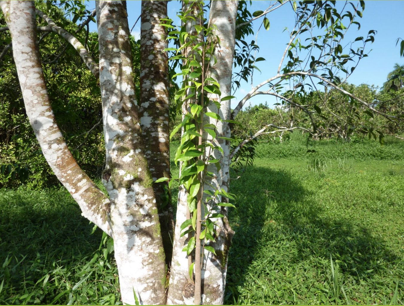 Développement agricole/économique : La Guyane s’oriente vers la création d’une filière d’huiles essentielles d’Aquilaria, « l’arbre à encens »