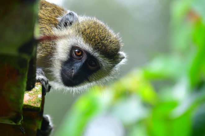 Guadeloupe : Inquiétudes après la découverte de singes verts aux Abymes