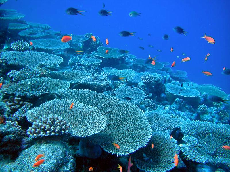 Biodiversité : L’état des récifs de l’Océan Indien passé au crible par la COI