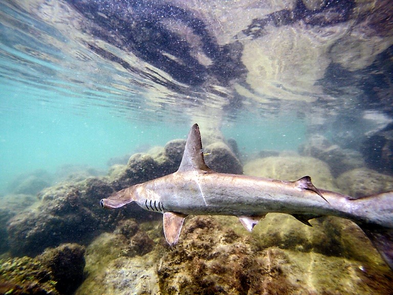 Biodiversité : Aux Galápagos, une pouponnière secrète de requins marteaux