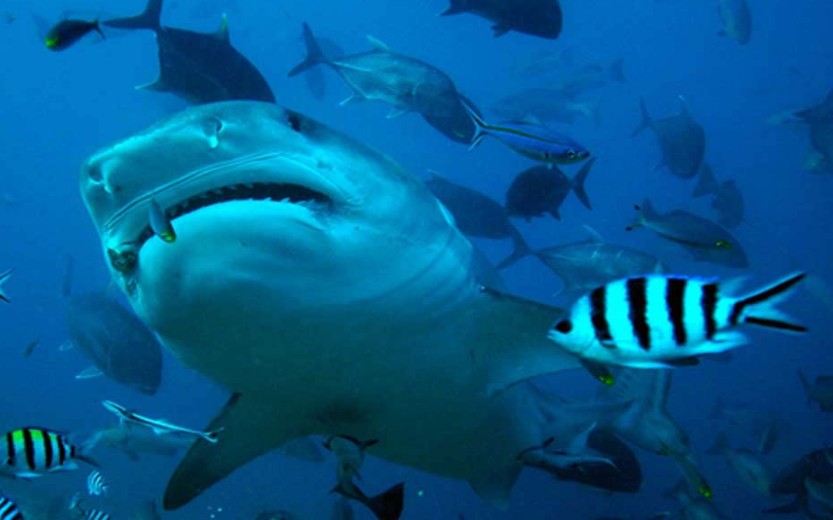 Nouvelle-Calédonie: Un plongeur grièvement blessé par un requin