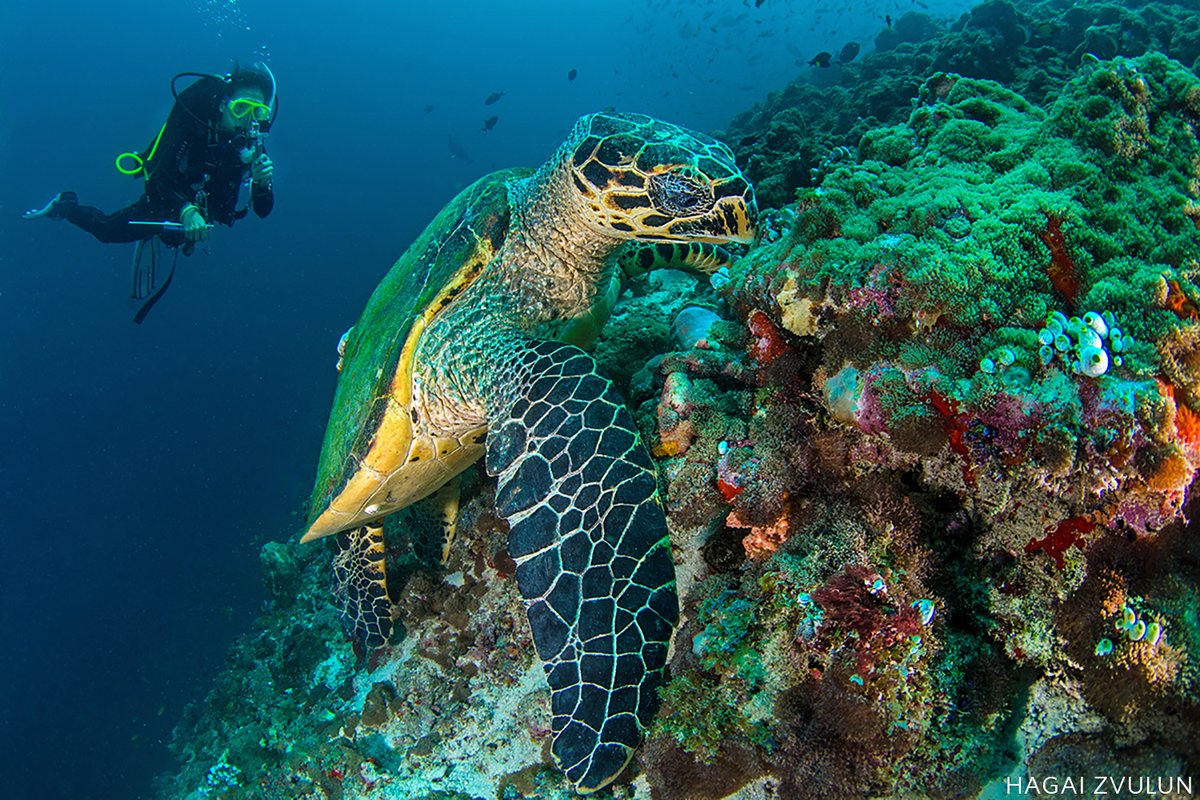 Biodiversité: Les Seychelles créent une vaste réserve maritime