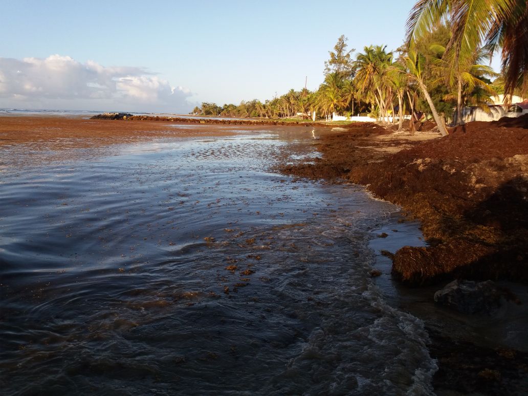 Guadeloupe: Les algues sargasses envahissent le littoral, le Conseil Régional convoque une CTAP d&rsquo;urgence