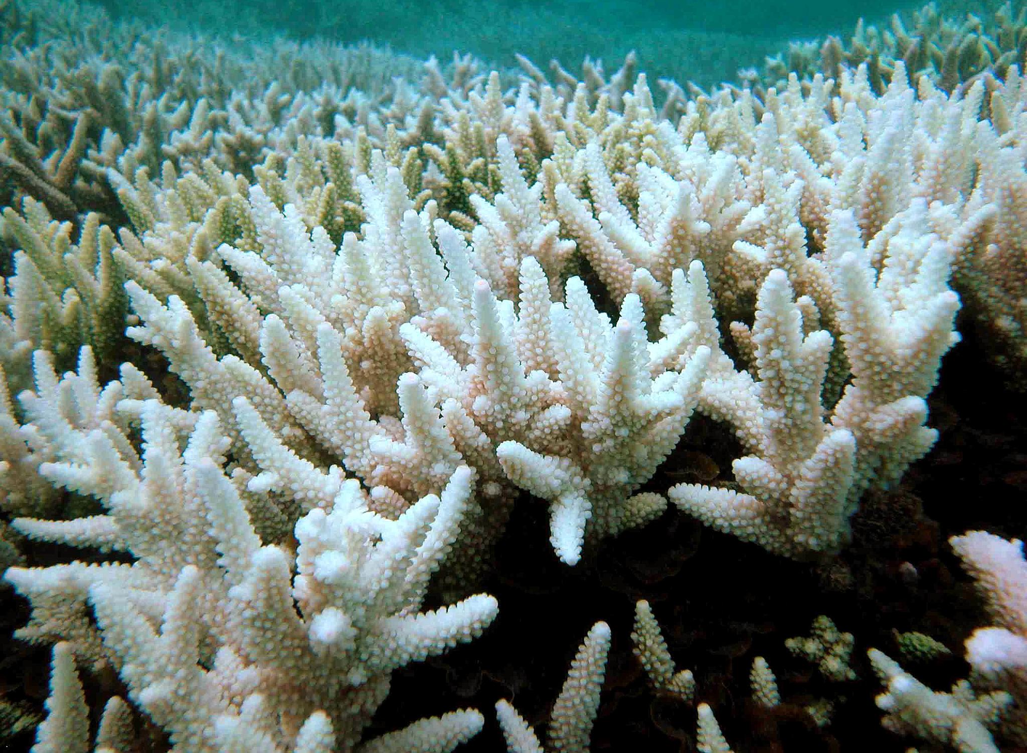 L’Australie promet 500 millions de dollars pour sauver la Grande barrière de corail