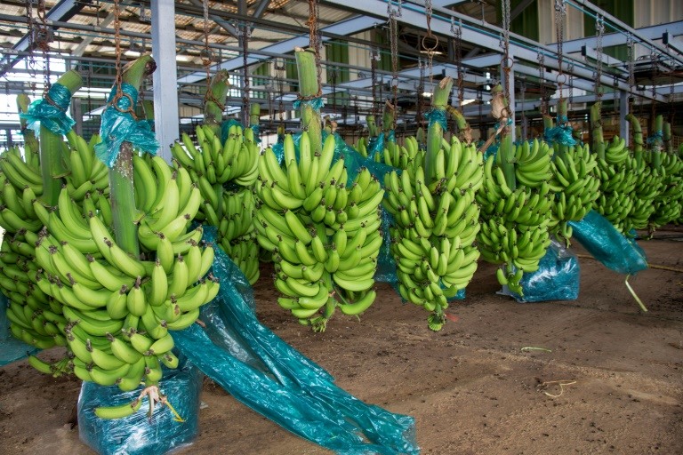 Les bananes guadeloupéennes reprennent le chemin de la France après Maria