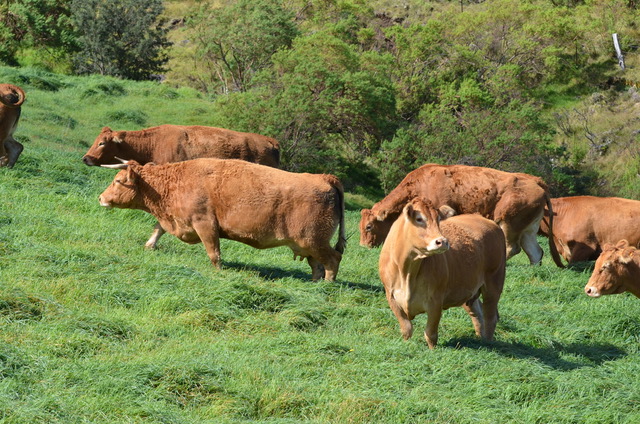La Réunion: L&rsquo;importation de bovins de nouveau autorisée à la Réunion