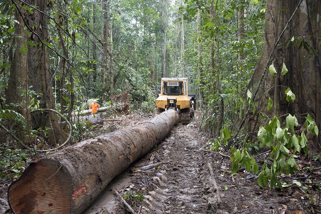 Filière Bois en Guyane: Le gouvernement annonce la création d&rsquo;une aide à la compensation des surcoûts pour l’exploitation forestière