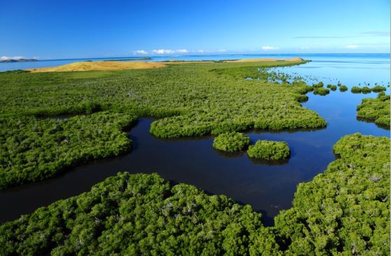 Journée Internationale des Mangroves : L&rsquo;UICN présente une cartographie des mangroves en Outre-mer d&rsquo;une précision sans précédent