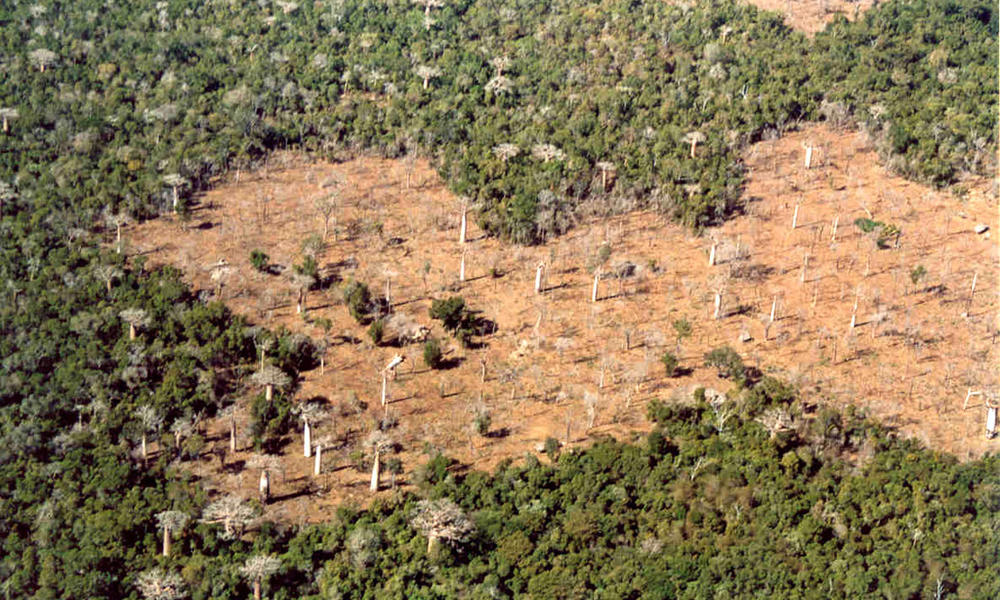 Biodiversité : 44% des forêts disparues à Madagascar, le Cirad s’inquiète