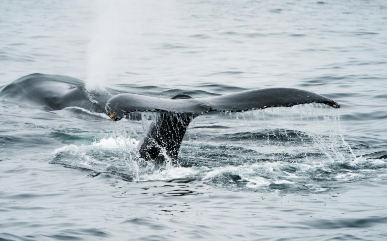 Le Japon souhaite reprendre la chasse commerciale à la Baleine