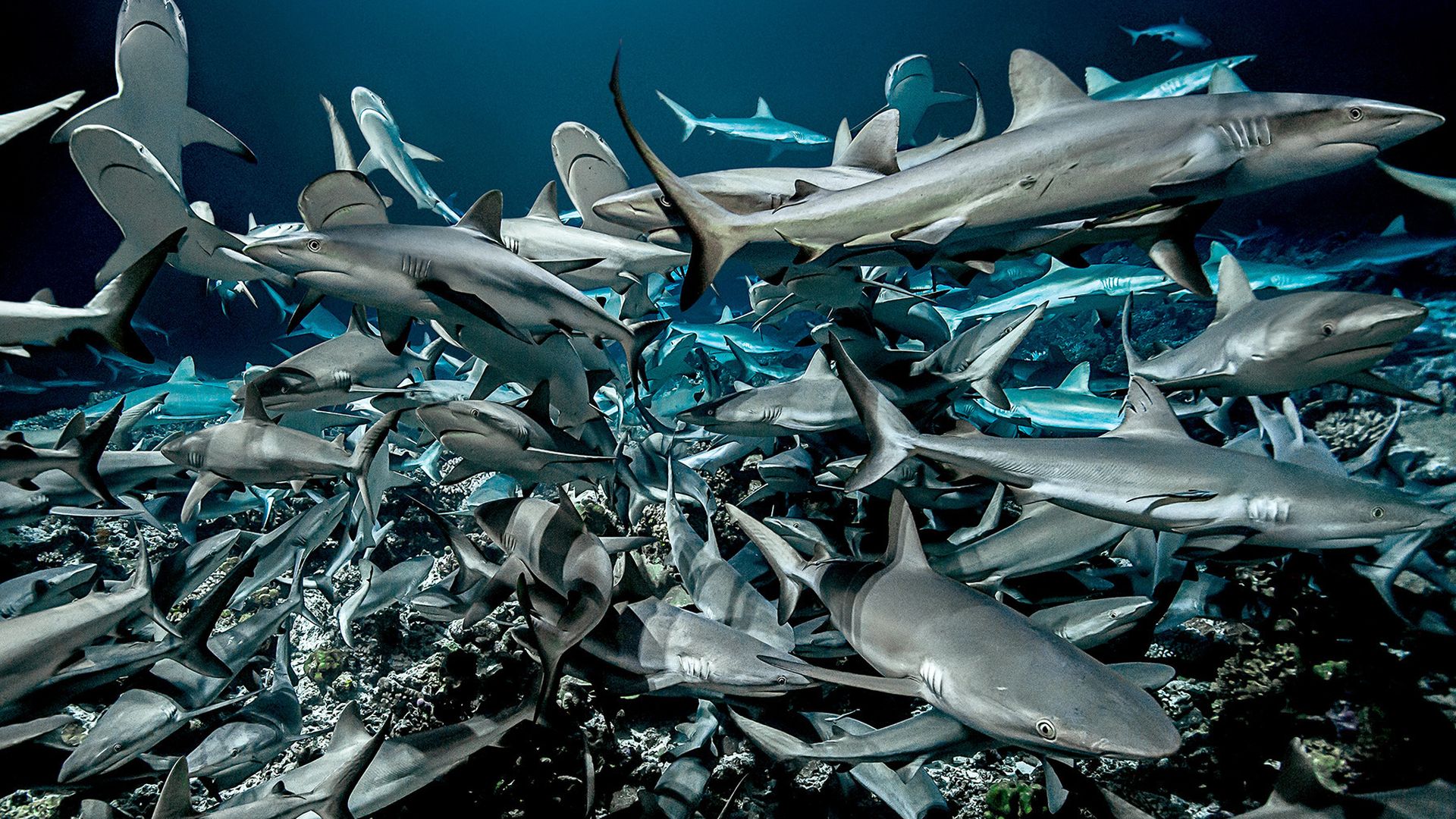 Polynésie : Plongée scientifique avec &laquo;&nbsp;700 requins dans la nuit&nbsp;&raquo; sur Arte