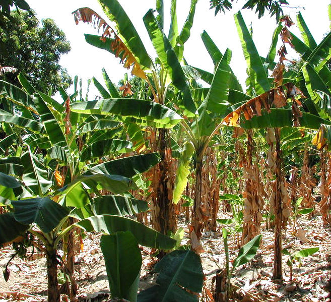 Agriculture aux Antilles : La Guadeloupe fait barrage à la fusariose du bananier