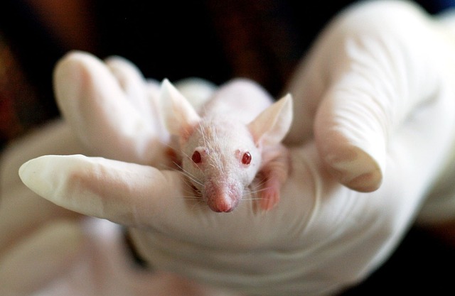 Le chlordécone nuit à la fertilité des souris sur plusieurs générations