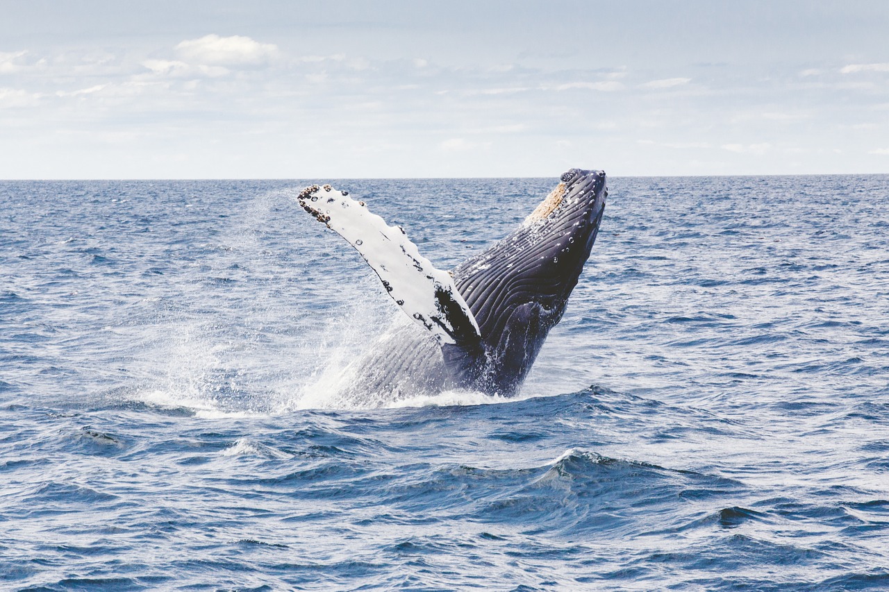 Biodiversité: Une nouvelle mission d&rsquo;observation des baleines à bosse en Nouvelle-Calédonie
