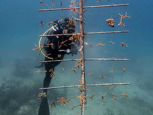 Biodiversité: En Guadeloupe, la protection des coraux se perd dans les méandres de l&rsquo;administration