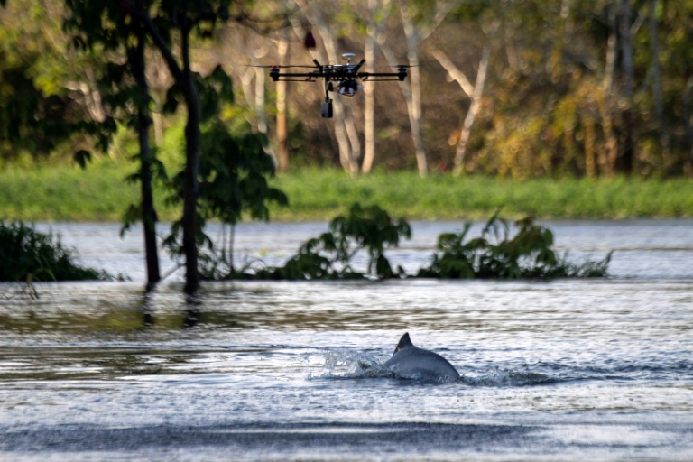 Brésil : Les drones au service de la préservation des dauphins de l&rsquo;Amazonie