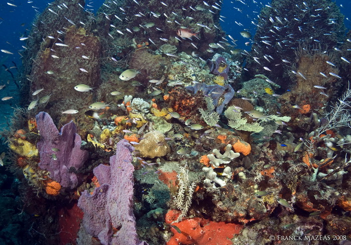 Réchauffement climatique : Les canicules marines en plein boom menacent les écosystèmes