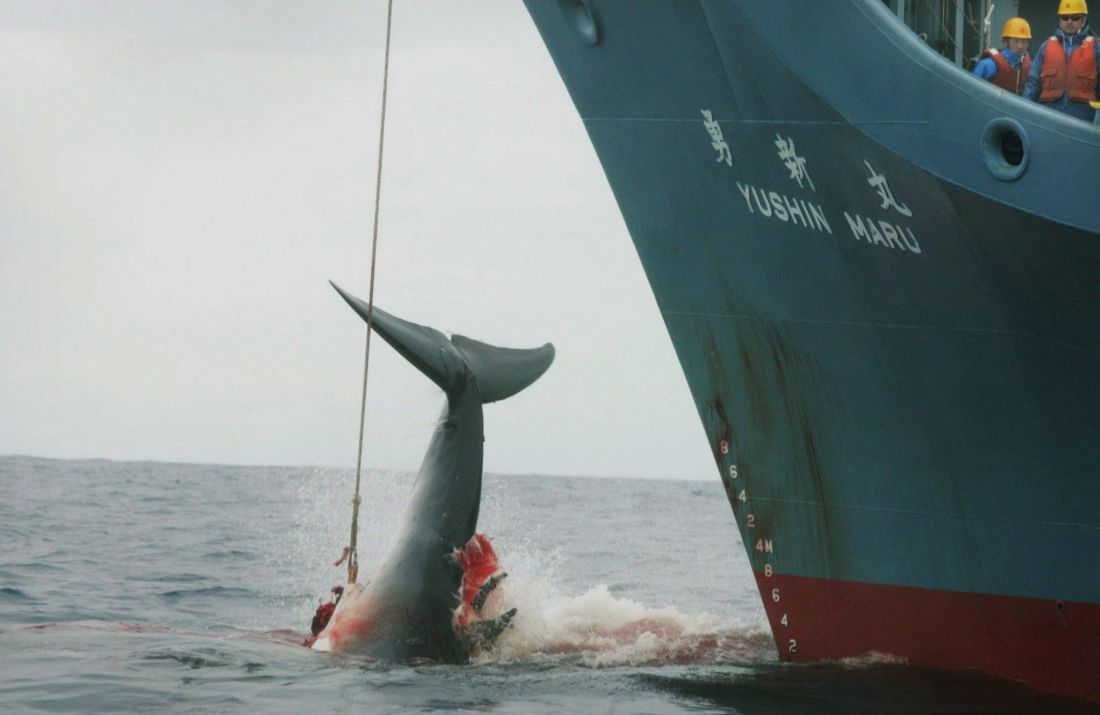 Pacifique : Les pêcheurs japonais de retour à terre avec 177 baleines en dépit des critiques