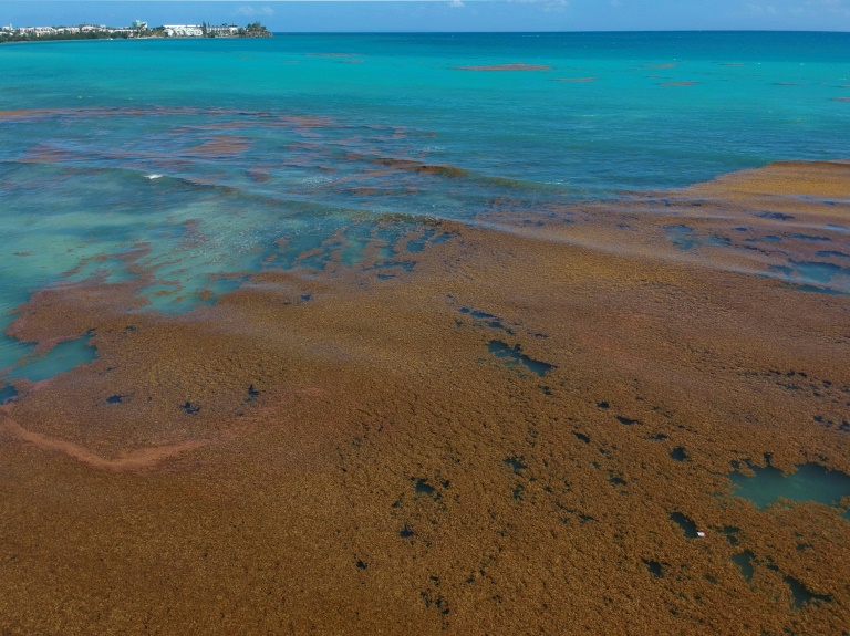 Les algues sargasses aux Antilles : Mieux les connaître, pour mieux les valoriser