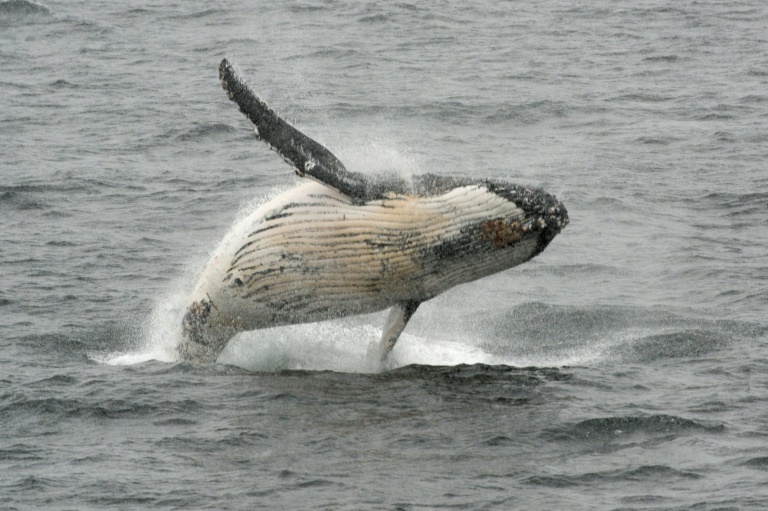 Chasse à la baleine : L&rsquo;approbation d&rsquo;un texte pro-cétacés tend la réunion de la CBI