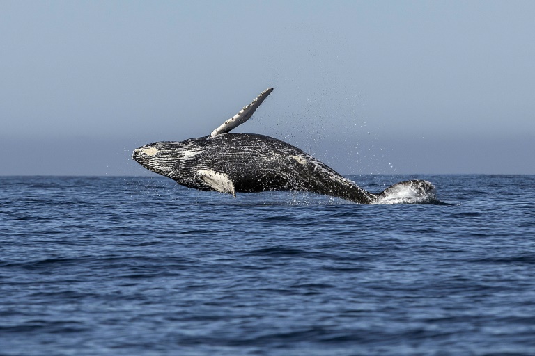 Biodiversité : Les pays pro-chasse sabordent la création d&rsquo;un sanctuaire de baleines