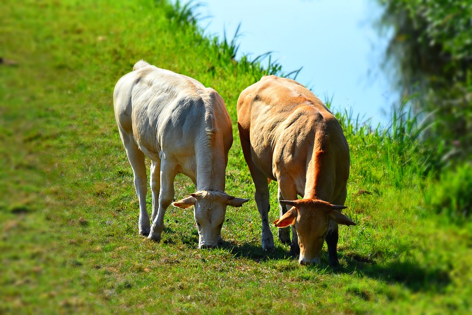 Des états généraux de la santé animale à La Réunion pour lutter contre les maladies bovines