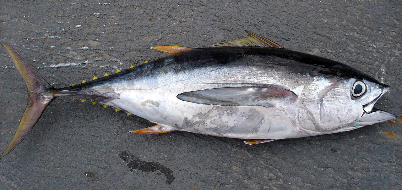 Pêche et Biodiversité : Menace sur le thon obèse, dont les stocks sont amaigris