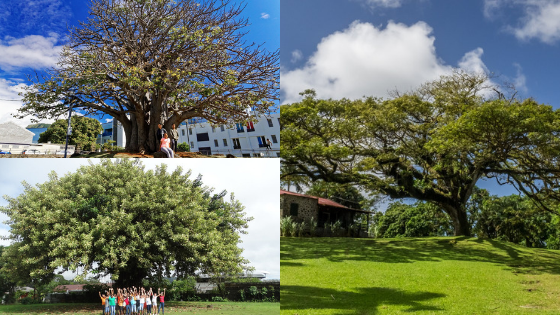Arbre de l&rsquo;année 2018 : Le Ficus de Guyane, le Zamana de la Martinique, et le Baobab de la Réunion en lice pour le Prix du Public
