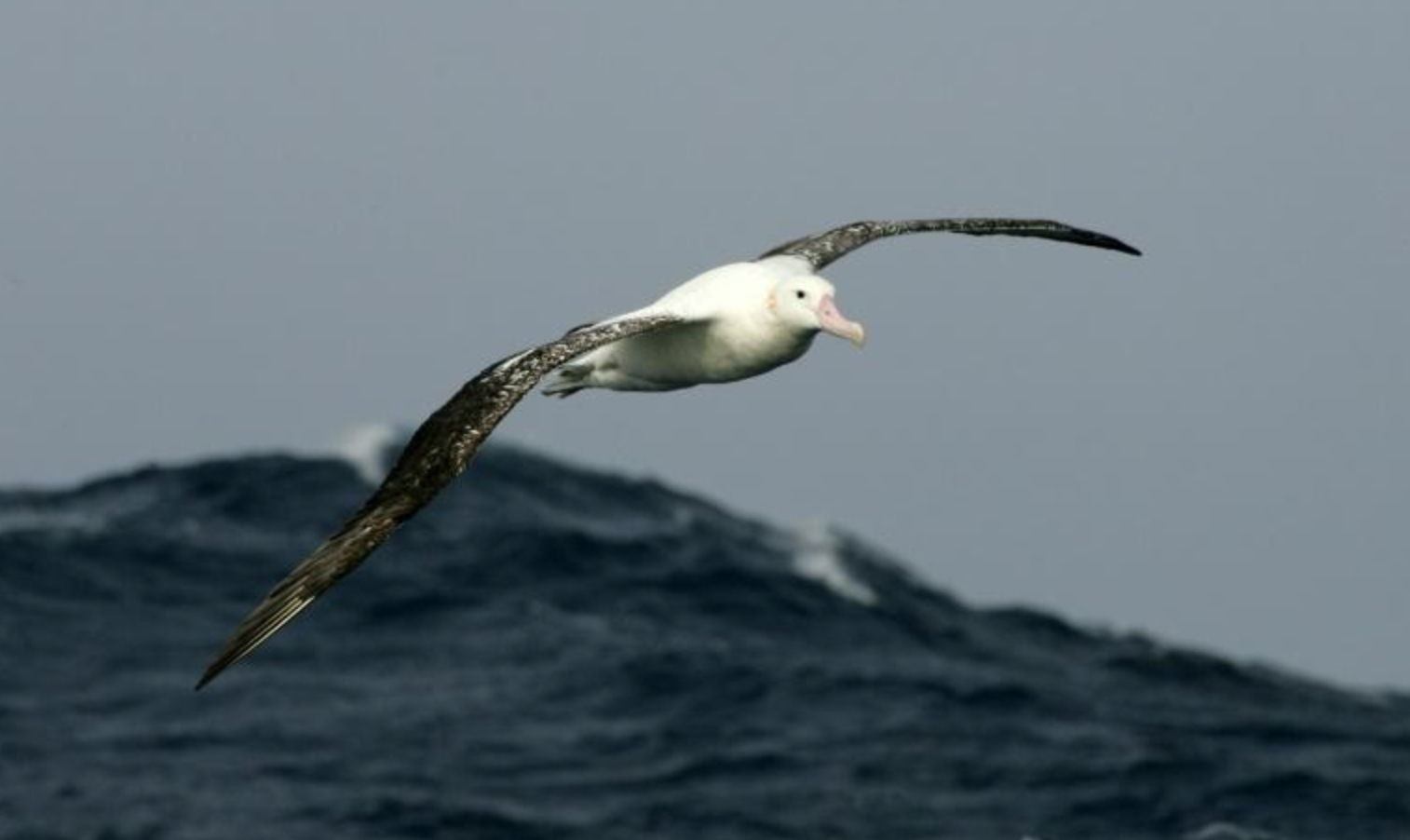 TAAF : Des albatros &laquo;&nbsp;espions des mers&nbsp;&raquo; pour débusquer les navires de pêche illégale dans les mers australes