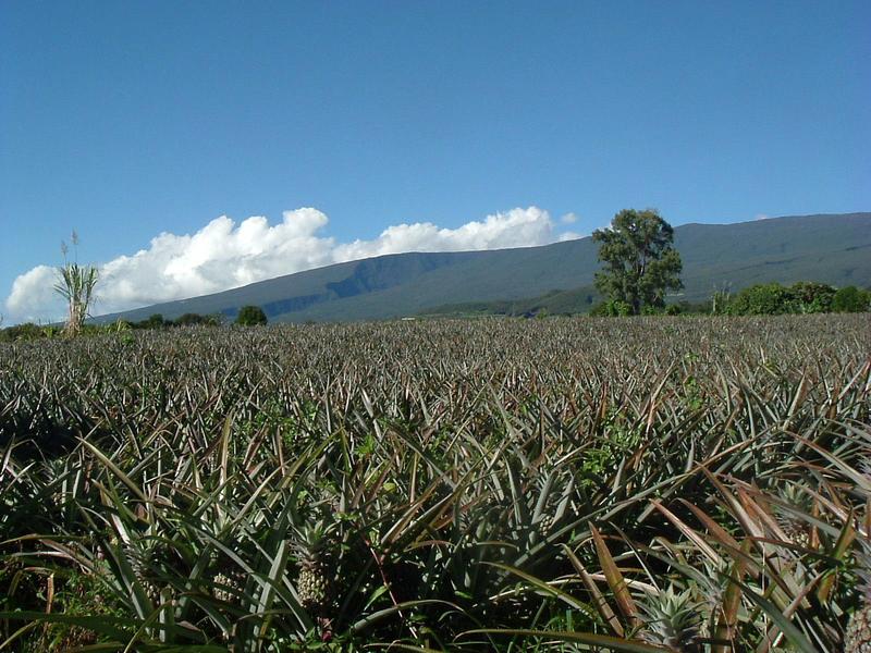 Agriculture à La Réunion: Le Département de la Réunion souhaite donner un nouveau souffle à la filière ananas victoria