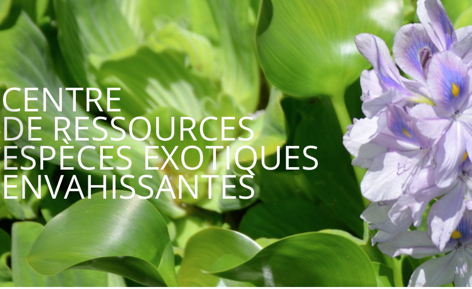 Biodiversité: L&rsquo;UICN France et l&rsquo;AFB lancent un nouveau Centre de ressources dédié aux espèces exotiques envahissantes