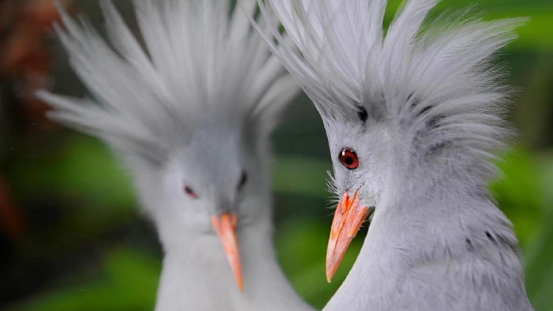 Nouvelle-Calédonie : La situation des Cagous, oiseau emblématique, est « préoccupante »