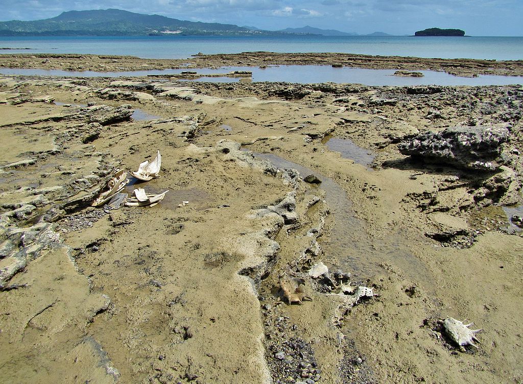 A Mayotte, des poissons de grande profondeur retrouvés morts après les séismes