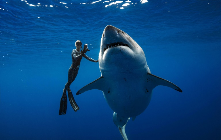 Des plongeurs nagent avec une gigantesque femelle requin blanc au large de Hawaii