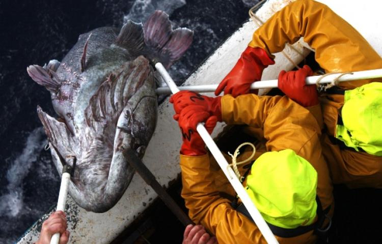 TAAF : La pêcherie de légine de Kerguelen et Crozet renouvelle sa certification MSC Pêche Durable