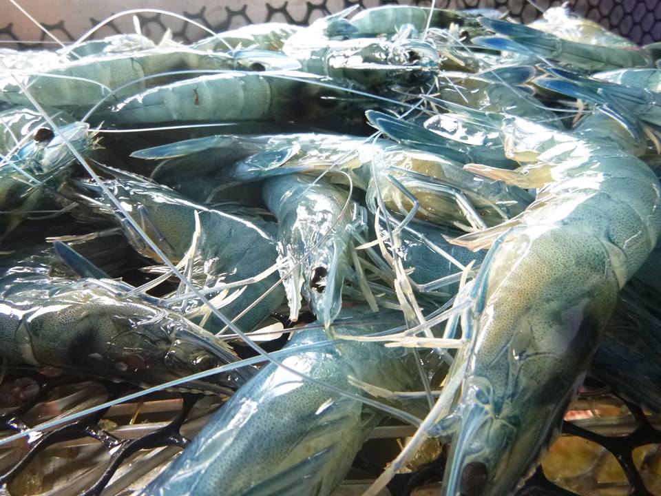 Le gouvernement de Polynésie veut interdire l’importation de crevettes crues