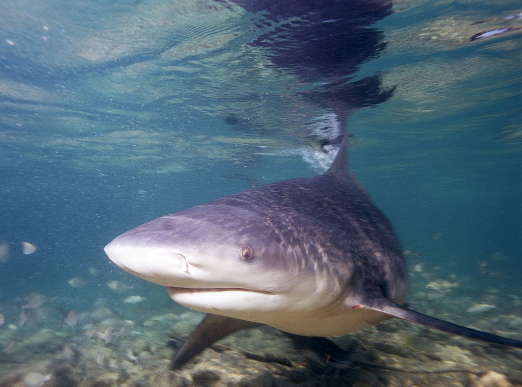 Baisse des attaques de requins en 2018 : « Statistiquement une anomalie » selon le biologiste Gavin Naylor
