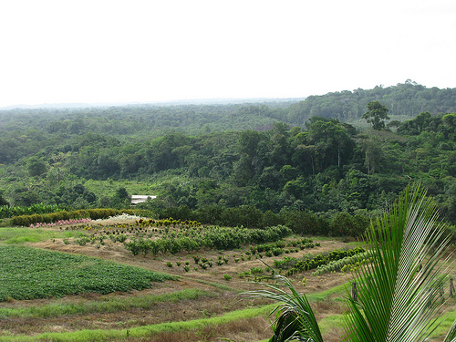 En Guyane, tensions autour du foncier