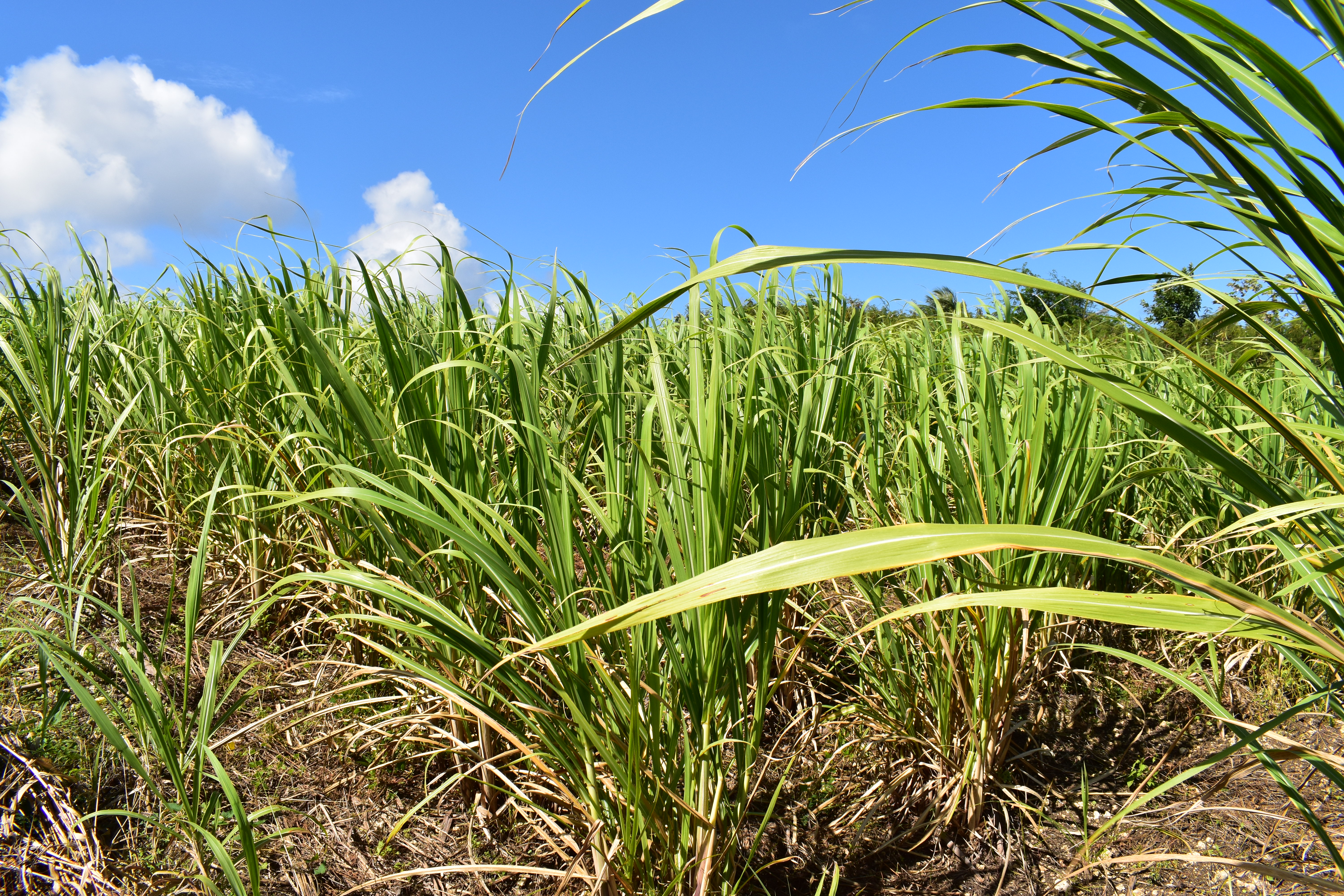 En Martinique, la filière canne à sucre en détresse