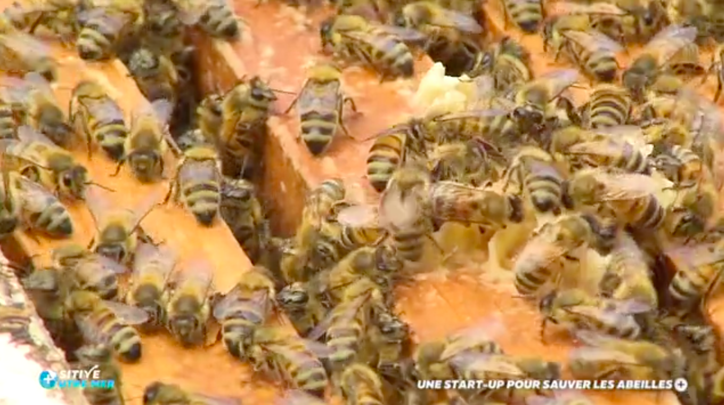 VIDÉO. Positive Outre-mer : En Polynésie, une start-up pour sauver les abeilles