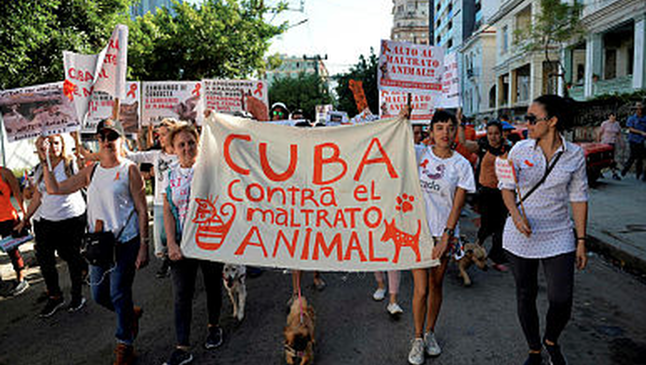 Cuba : Une manifestation inédite pour la défense des animaux
